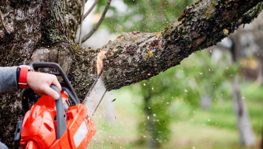 Tree Trimming contractors