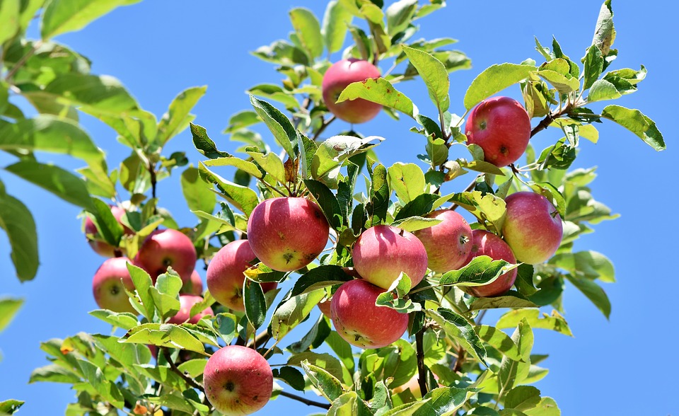 სარტყელი ვაშლის ხეები ხილის წარმოებისთვის