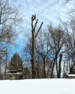 high quality tree trimming and pruning during winter